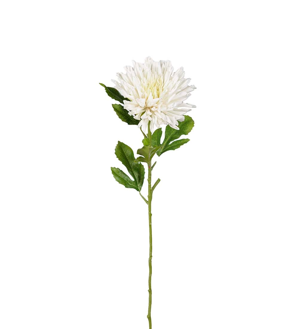 Chrysanthemum