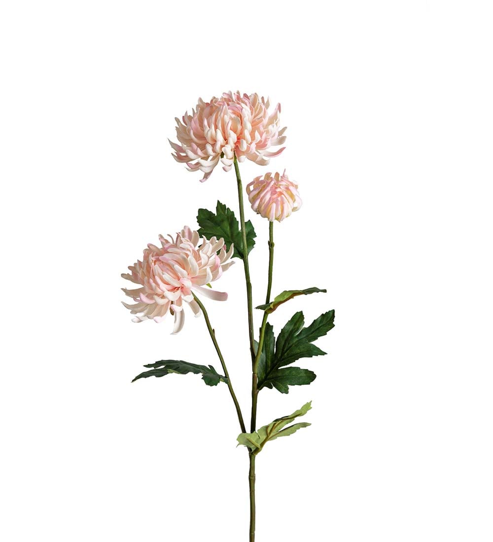 Chrysanthemum