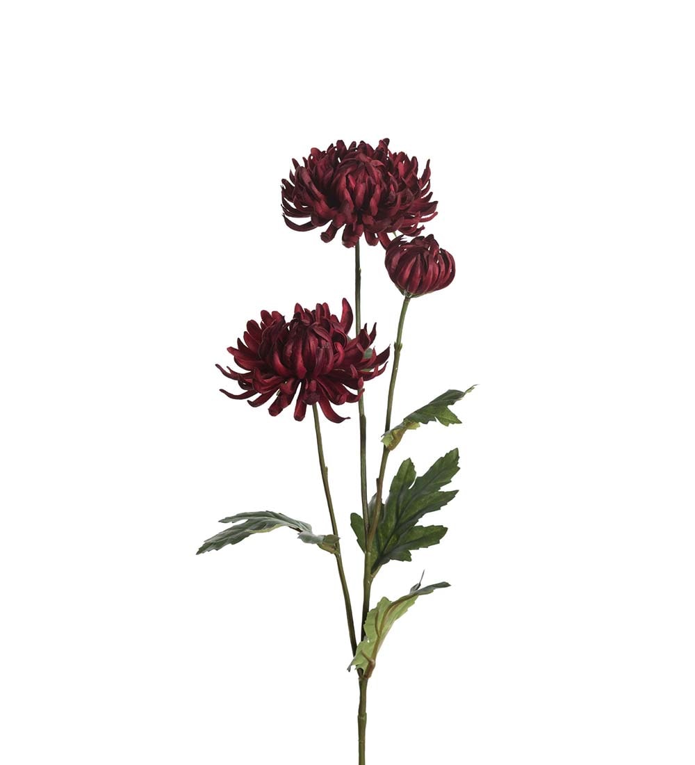 Chrysanthemum