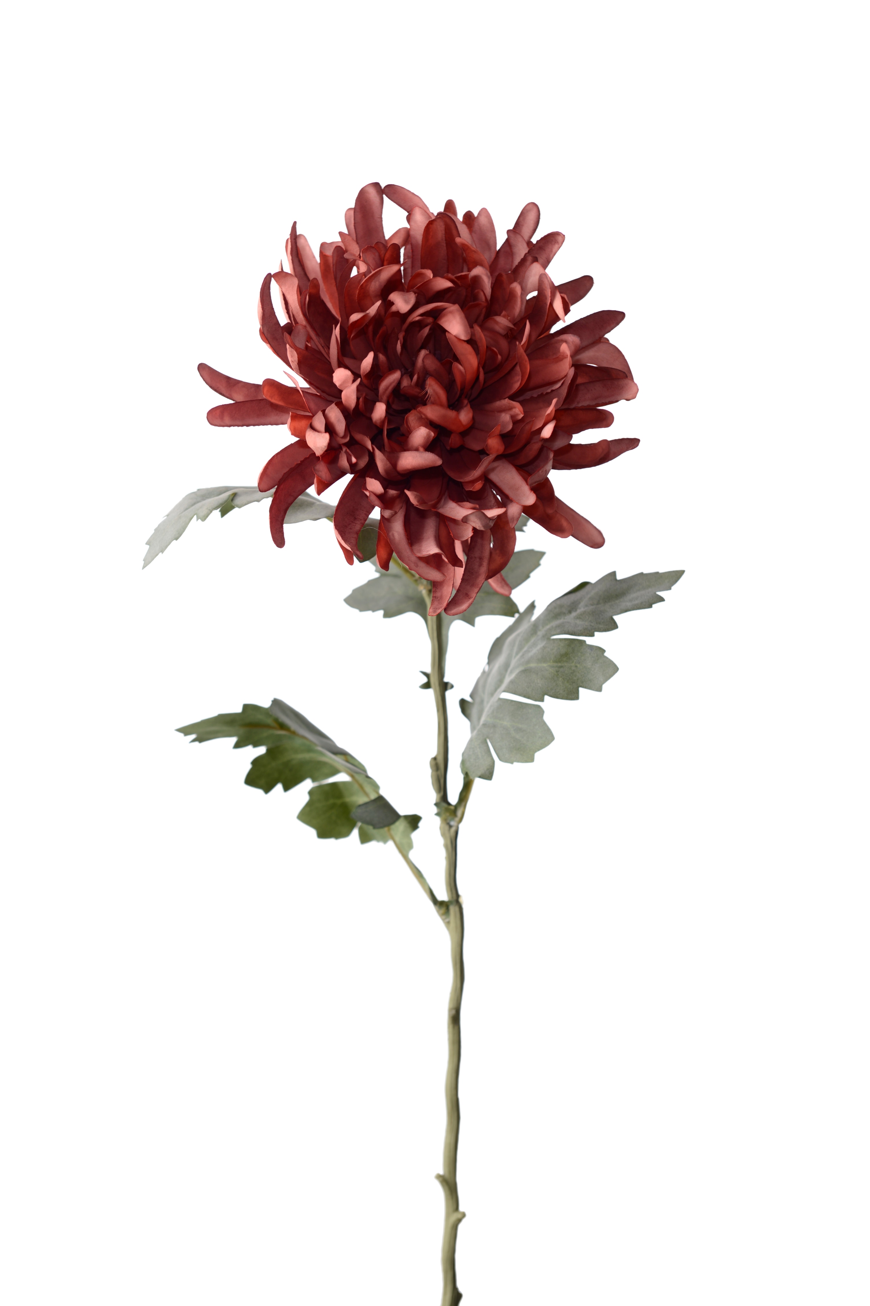 Chrysanthemum