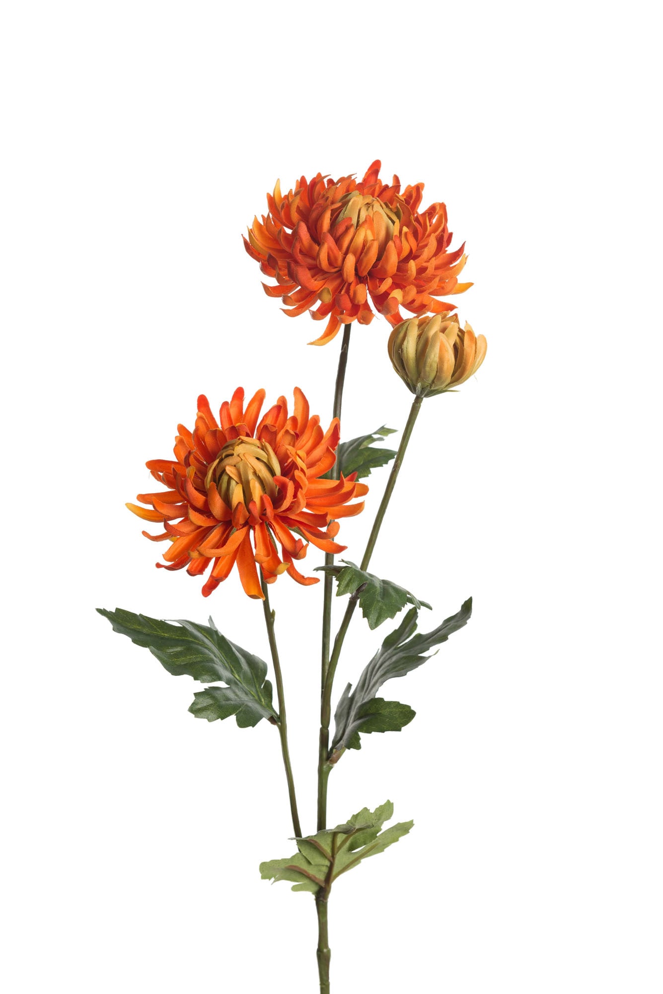 Chrysanthemum