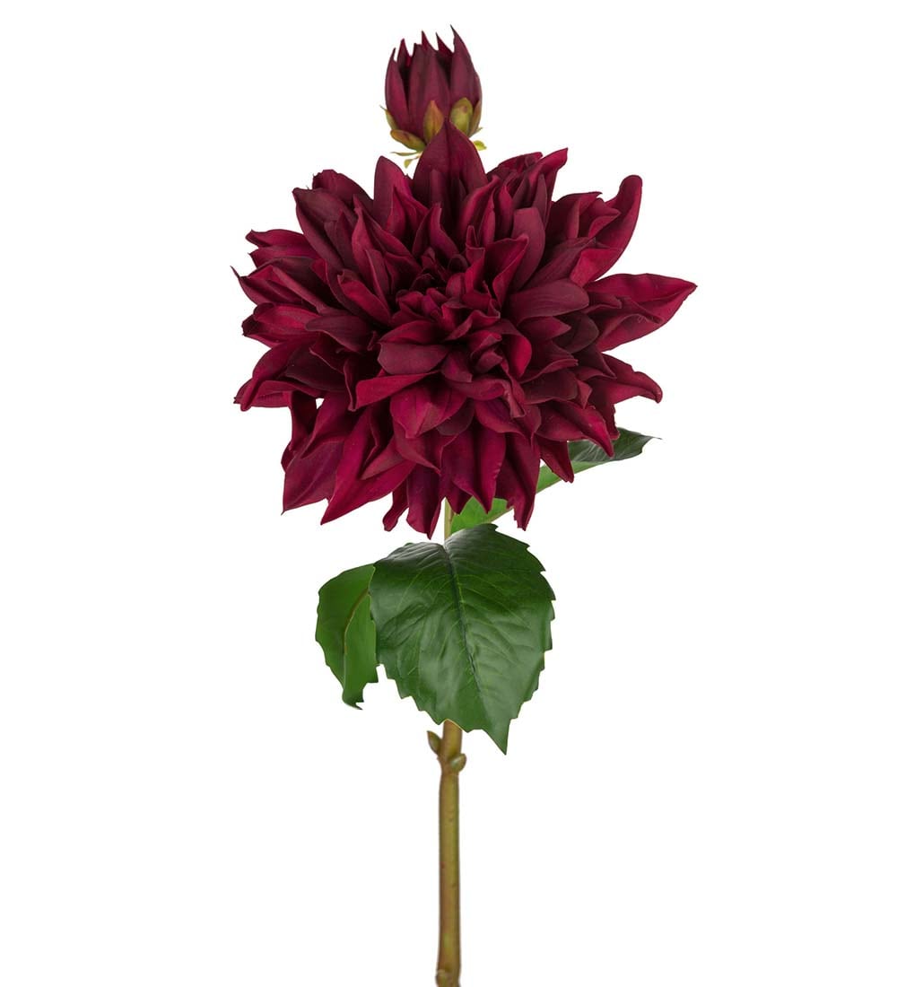 Dahlia